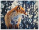 Curious Fox - Print