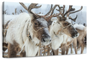 Snow Reindeer Wall Art