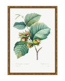 Classic Botanical I