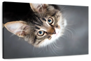 A Cat Wall Art