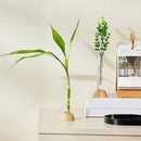 DecorBites™ Clear Nordic Plastic Vase for Hydroponic Flowers