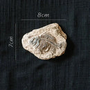 Decorbites fossil series art refrigerator stickers kitchen decor