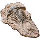 Decorbites fossil series art refrigerator stickers kitchen decor