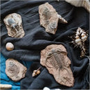 Decorbites fossil series art refrigerator stickers kitchen decor