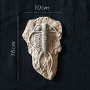 Decorbites fossil series art refrigerator stickers kitchen decor