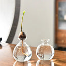 DecorBites™ Glass Avocado Seed Starter Vase Kit