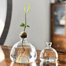 DecorBites™ Glass Avocado Seed Starter Vase Kit