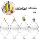 DecorBites™ Glass Avocado Seed Starter Vase Kit