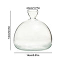 DecorBites™ Glass Avocado Seed Starter Vase Kit