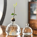 DecorBites™ Glass Avocado Seed Starter Vase Kit