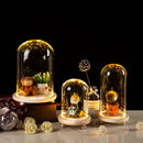 DecorBites™ Glass Bell Jar Terrarium with LED Light