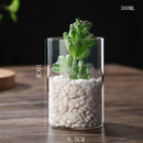 DecorBites™ Glass Hydroponic Desktop Planter Vase