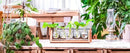 Triangular wood and glass planter propagation station for living room