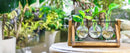 Triangular wood and glass planter propagation station for living room