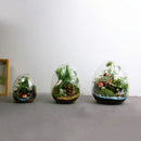 DecorBites™ Glass Succulent Egg-shaped Terrarium