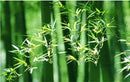 DecorBites™ Handcrafted Chinese Bamboo Pendant Lamp