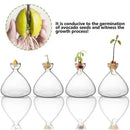 DecorBites™ Hydroponic Avocado Starter Kit - Gift-ready