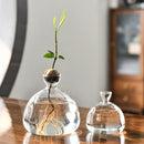 DecorBites™ Hydroponic Avocado Starter Kit - Gift-ready