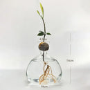 DecorBites™ Hydroponic Avocado Starter Kit - Gift-ready