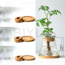 DecorBites™ Hydroponic Glass Flower Pots - Set of 2