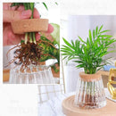 DecorBites™ Hydroponic Glass Flower Pots - Set of 2
