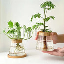 DecorBites™ Hydroponic Glass Flower Pots - Set of 2