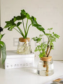 DecorBites™ Hydroponic Glass Flower Pots - Set of 2