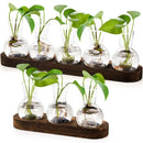 DecorBites™ Hydroponic Glass Vase with Wooden Tray