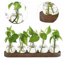 DecorBites™ Hydroponic Glass Vase with Wooden Tray