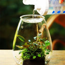 DecorBites™ Mini Glass Terrarium for Succulents and Moss