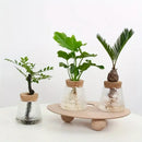 DecorBites™ Mini Nordic Glass Hydroponic Planter Tray