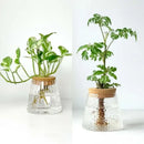 DecorBites™ Mini Nordic Glass Hydroponic Planter Tray