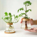 DecorBites™ Mini Nordic Glass Hydroponic Planter Tray