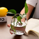 DecorBites™ Modern Hydroponic Glass Flower Vase for Home & Wedding