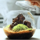 DecorBites™ Moss Ball Glass Vase for Desktop Decor