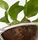 DecorBites™ Pot Pendant Planter Light