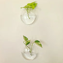 DecorBites™ Self-Watering Glass Terrarium Set for Home Décor
