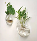 DecorBites™ Self-Watering Glass Terrarium Set for Home Décor