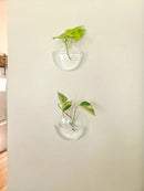 DecorBites™ Self-Watering Glass Terrarium Set for Home Décor