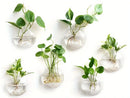 DecorBites™ Self-Watering Glass Terrarium Set for Home Décor