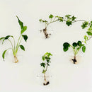 DecorBites™ Self-Watering Glass Terrarium Set for Home Décor