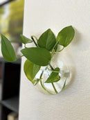 DecorBites™ Self-Watering Glass Terrarium Set for Home Décor