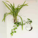 DecorBites™ Self-Watering Glass Terrarium Set for Home Décor