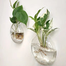 DecorBites™ Self-Watering Glass Terrarium Set for Home Décor