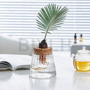 DecorBites™ Small Transparent Glass Vase for Home Decor