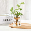 DecorBites™ Small Transparent Glass Vase for Home Decor