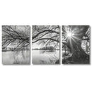 Big Tree Sunset Canvas Posters