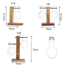 DecorBites™ Transparent Avocado Seed Starter Vase