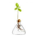 DecorBites™ Transparent Avocado Seed Starter Vase