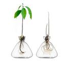 DecorBites™ Transparent Avocado Seed Starter Vase